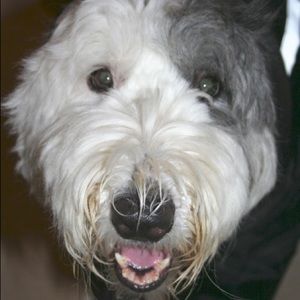 Meet your Posher, Lola